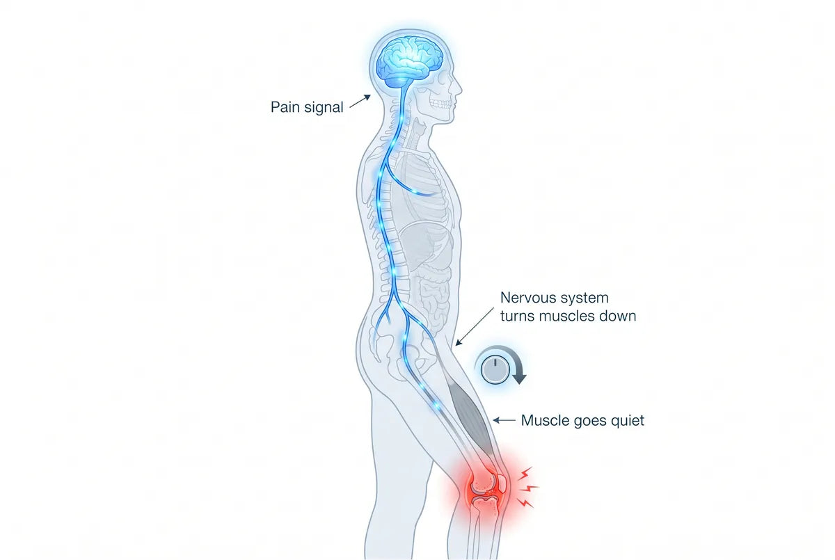 Diagram: pain causes the nervous system to turn down the muscles above the knee